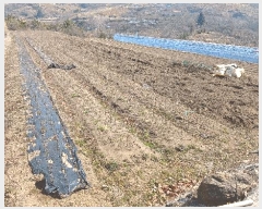  2025Ÿ��572 �泲 �ϵ��� �Ǿ�� ������ 366-5      ����(��)���