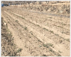  2025Ÿ��572 �泲 �ϵ��� �Ǿ�� ������ 366-5      ����(��)���