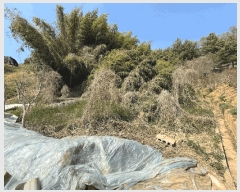  2025Ÿ��587  �������