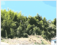  2025Ÿ��619  ���ð��