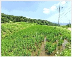  2025Ÿ��634 �泲 �ϵ��� �纸�� ���縮 343      ����(��1)���