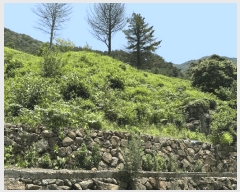  2025Ÿ��736  �Ӿ߰��