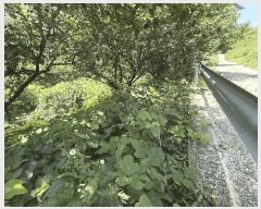  2025Ÿ��736  �Ӿ߰��