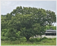  2025Ÿ��816 �泲 �ϵ��� �ϵ��� ���ĸ� 334-8      ����(����)���