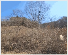  2025Ÿ��30667 �泲 ���ֽ� ������ ������ ��258-2      ����(�Ӿ�)���