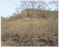  2025Ÿ��30667 �泲 ���ֽ� ������ ������ ��258-2      ����(�Ӿ�)���