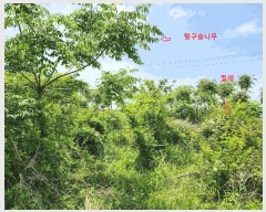  2025Ÿ��30850  ����