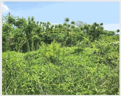  2025Ÿ��30850  ����