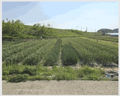  2025Ÿ��30796  ����