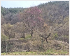  2025Ÿ��559 �泲 ���ֽ� ������ �ű⸮ 594      ����(��1)���