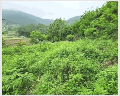  2025Ÿ��30808  �Ӿ߰��