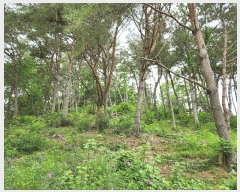  2025Ÿ��30808  �Ӿ߰��