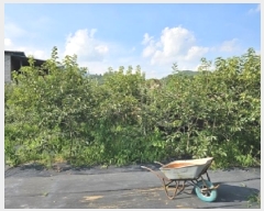  2025Ÿ��704 �泲 �ϵ��� �Ǿ�� �Լ��� 570      ����(�Ӿ�)���