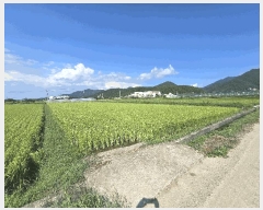  2025Ÿ��896 �泲 ��õ�� ������ ��� 250-3      ����(��)���