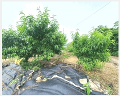  2025Ÿ��30821 �泲 ���ֽ� �žȵ� 883-4 ����� 2��206ȣ     ���ǽ��ڰ��