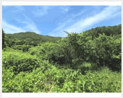  2025Ÿ��30884 �泲 ���ֽ� ��õ�� ȿ�ڸ� 20-1      ����(��)���