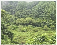  2025Ÿ��30978  ����