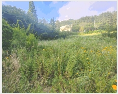  2025Ÿ��524  ����