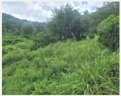  2025Ÿ��524  ����