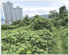  2025Ÿ��556  �Ӿ߰��