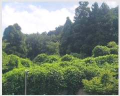  2025Ÿ��556  �Ӿ߰��