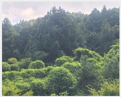  2025Ÿ��556  �Ӿ߰��