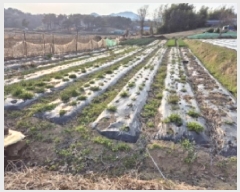  2025Ÿ20941 泲   ܸ 238-4      ()