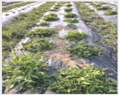  2025Ÿ20941 泲   ܸ 238-4      ()