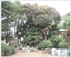  2025Ÿ��21775  ����