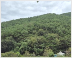  2025Ÿ��21938 �泲 ������ ������ ħ���� ��43      ����(�Ӿ�)���