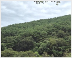  2025Ÿ��21938 �泲 ������ ������ ħ���� ��43      ����(�Ӿ�)���