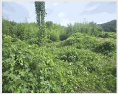  2025Ÿ��533 �泲 ������ �Ͽ�� ������ 678-1      ����(��1)���