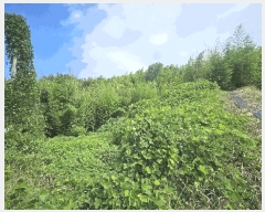  2025Ÿ��533 �泲 ������ �Ͽ�� ������ 678-1      ����(��1)���