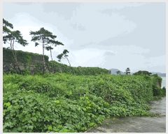  2025Ÿ��557 �泲 ������ ���� ������ 10-5      ����(��1)���