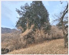  2025Ÿ21017 泲  ظ ¸ 119      (Ӿ)