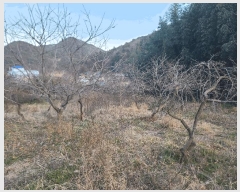  2025Ÿ��21032 �泲 �뿵�� ����� ������ 33-1      ����(��1)���