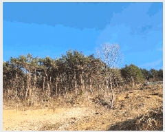  2025Ÿ��21088 �泲 ������ ���� �̷渮 ��241-1      ����(�Ӿ�)���