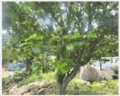  2025Ÿ��21525  �����