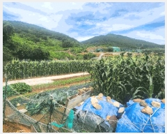  2025Ÿ��21525  �����