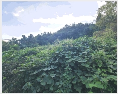  2025Ÿ��21932  �����