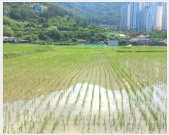  2025Ÿ��21526 �泲 ������ ������ 703       ����(��)���