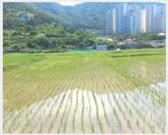  2025Ÿ��21526 �泲 ������ ������ 703       ����(��)���