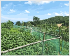  2025Ÿ��21681  �����