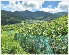  2025Ÿ��21681  �����