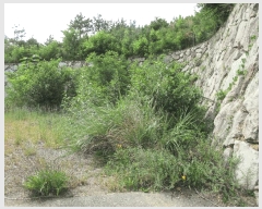  2025Ÿ��21738 �泲 ������ ȸȭ�� ������ 169-8      ����(�Ӿ�)���