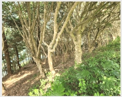  2025Ÿ��480 �泲 ������ ���θ� ������ 218      ����(��1)���