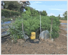  2025Ÿ��593 �泲 �뿵�� �볲�� ���޸� 231      ����(��1)���