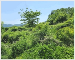  2025Ÿ21335 泲  Ͽ ҵ 338-7      ()