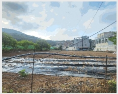  2025Ÿ21439 泲  ʸ ѳ 66      (1)