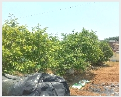  2025Ÿ21439 泲  ʸ ѳ 66      (1)